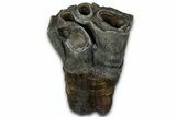 Fossil Woolly Rhino (Coelodonta) Partial Tooth - Siberia #330937-2